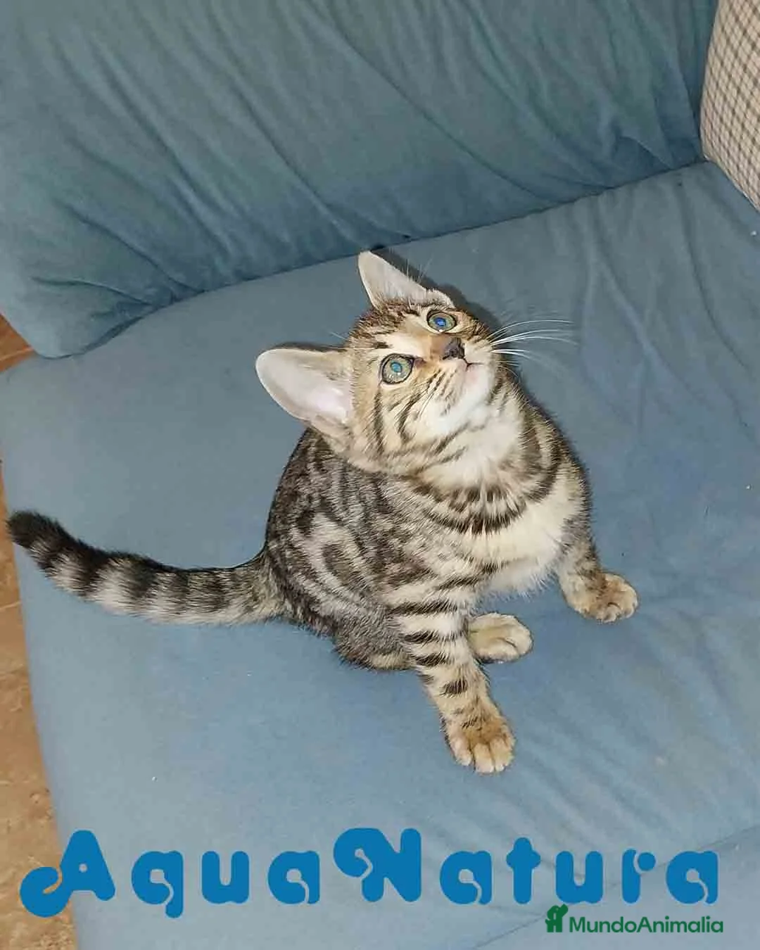 Bengalí gatos en venta: Gatitos BENGALI - AQUANATURA en Barcelona - Anuncio 8