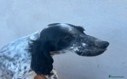 Setter Inglés perros en venta: Hembra de setter inglés  - Imagen 1