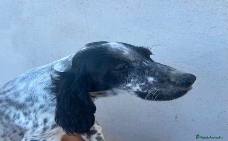 Setter Inglés perros - Propaganda 1