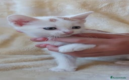 Otras razas gatos en venta: Cruce de gato persa - Imagen 4