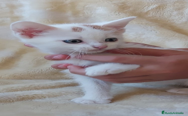 Otras razas gatos - Anuncio 3