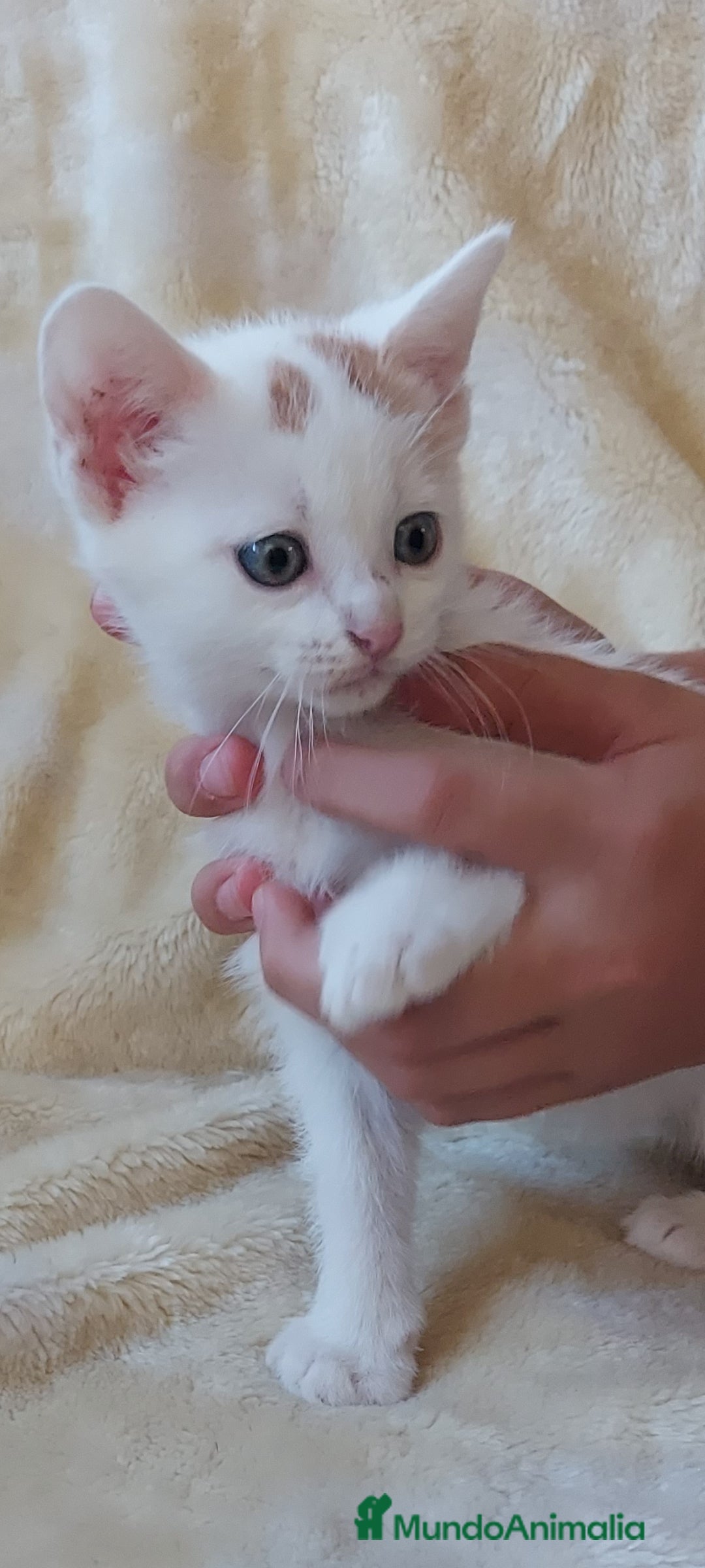 Otras razas gatos en venta: Cruce de gato persa - Imagen 4