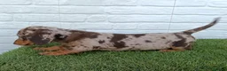 Teckel Miniatura perros en venta: Teckel miniatura arlequín chocolate  - Anuncio 2