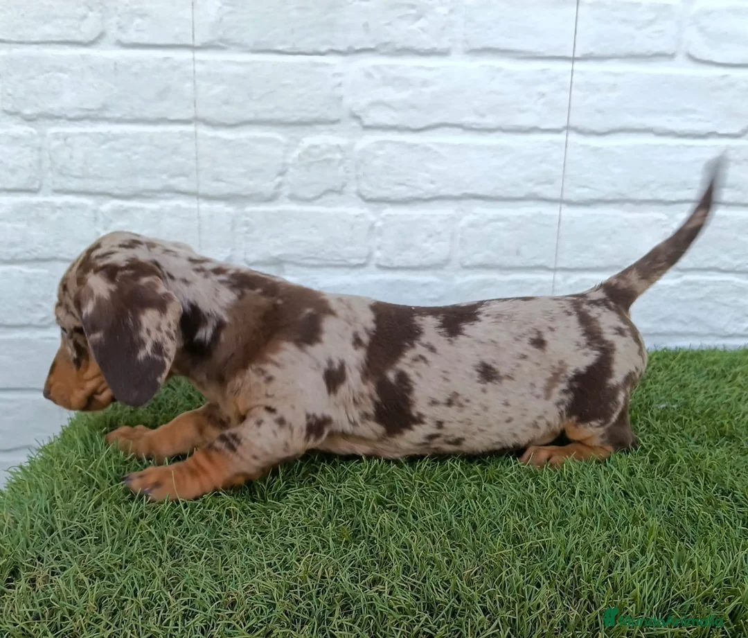 Teckel Miniatura perros en venta: Teckel miniatura arlequín chocolate  - Anuncio 2