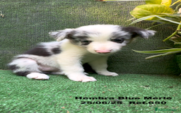 Border Collie perros en venta: BORDER COLLIE hembras Blue Merle - Imagen 20