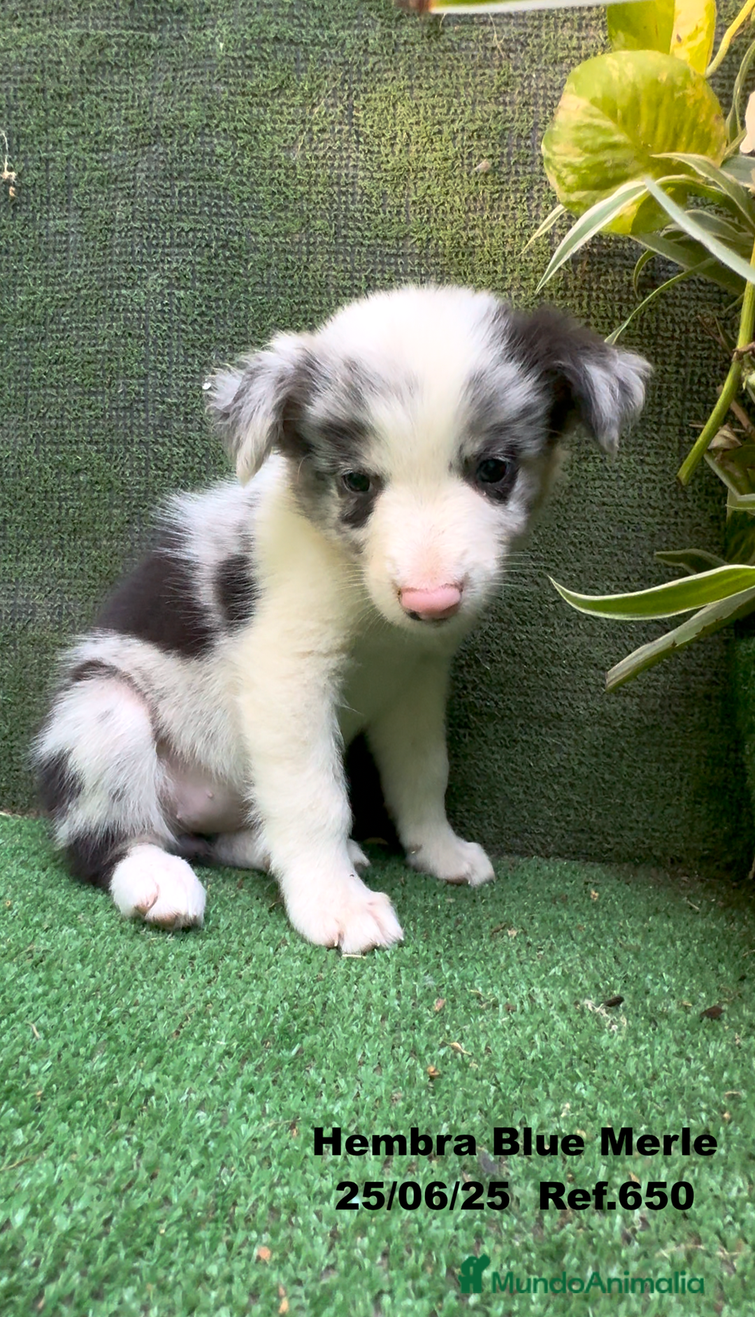 Border Collie perros en venta: BORDER COLLIE hembras Blue Merle - Imagen 20