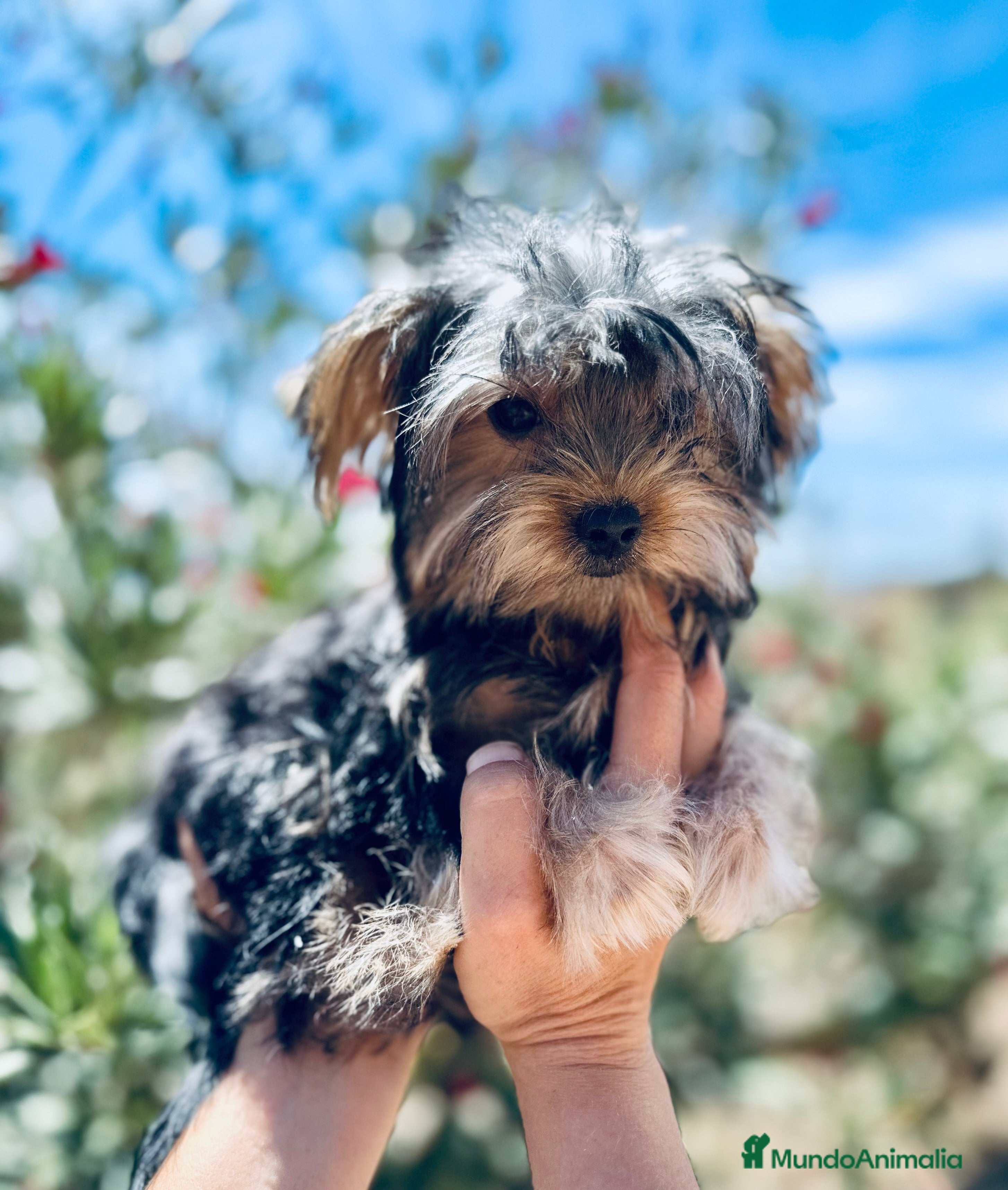 Yorkshire Terrier perros YORKSHIRE TOY HEMBRITA  - Anuncio 2