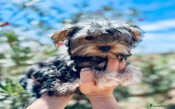 Yorkshire Terrier perros en venta: YORKSHIRE TOY HEMBRITA  - Imagen 2