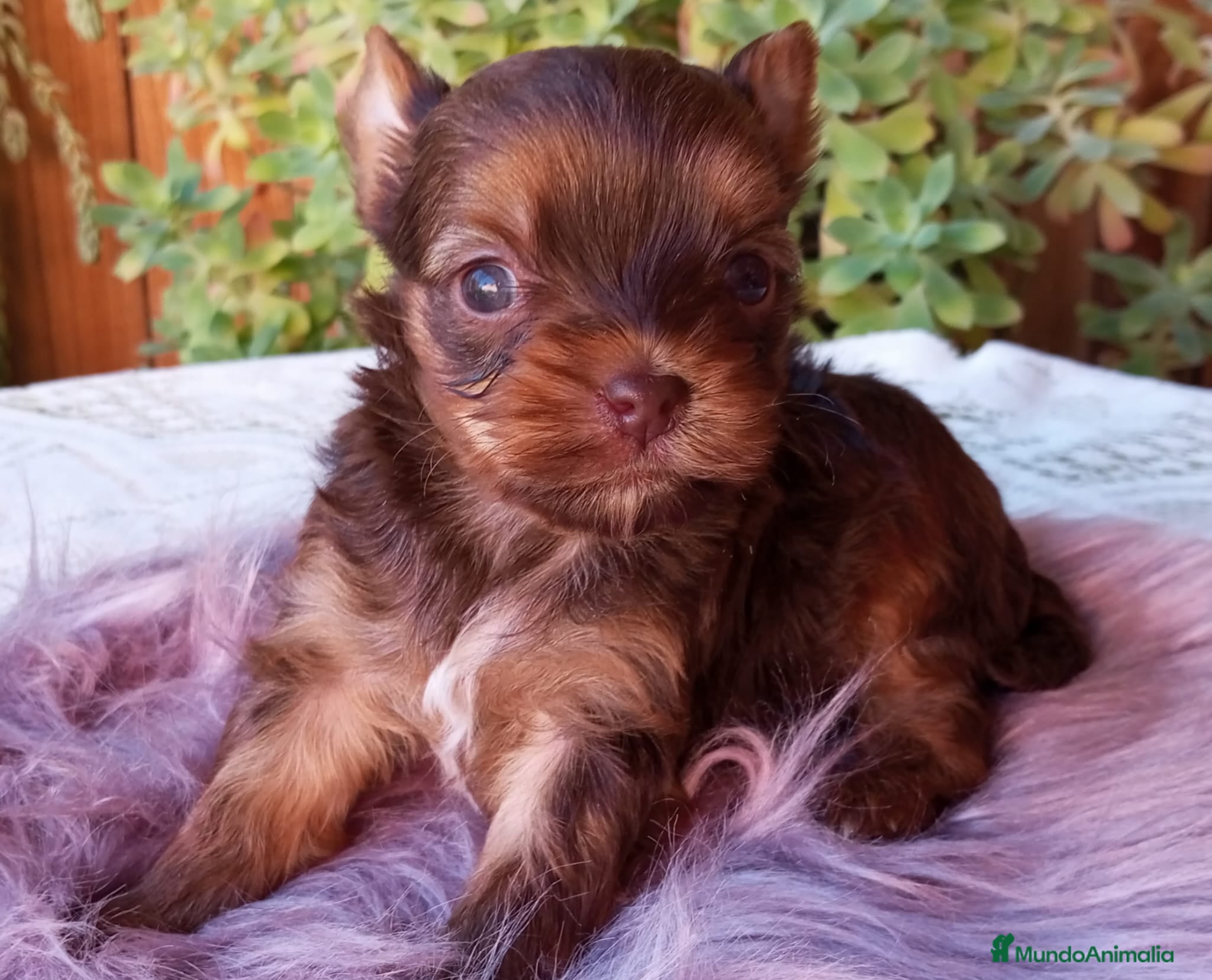 Yorkshire Terrier perros Exclusiva hembra Yorkshire Rojo Merle Chocolate  - Anuncio 2