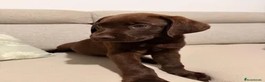 Labrador Retriever 2
