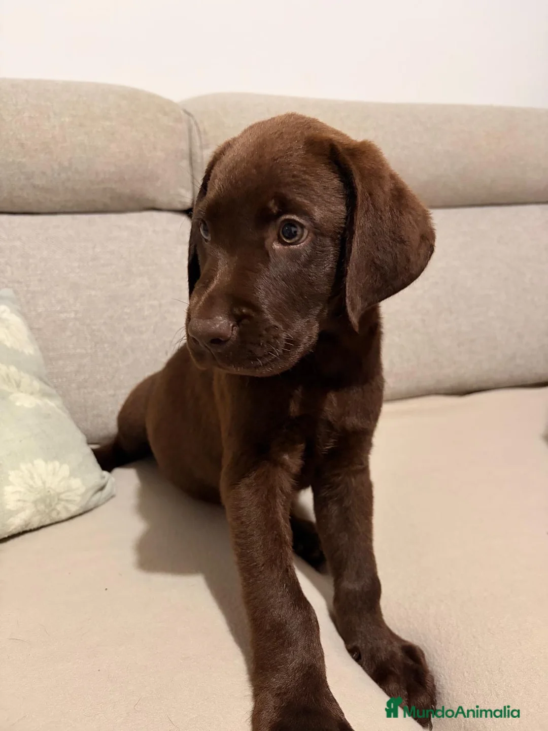 Labrador Retriever perros en venta: Labradores chocolate  - Anuncio 2