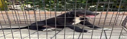 Pastor de Asia Central perros en venta: Cachorro Alabai macho - Anuncio 2