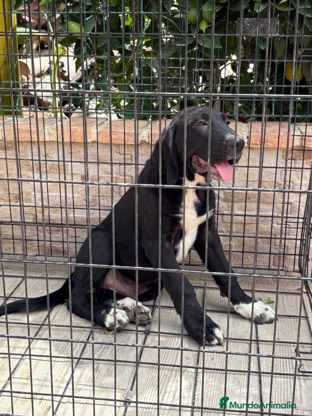 Pastor de Asia Central perros en venta: Cachorro Alabai macho - Anuncio 2
