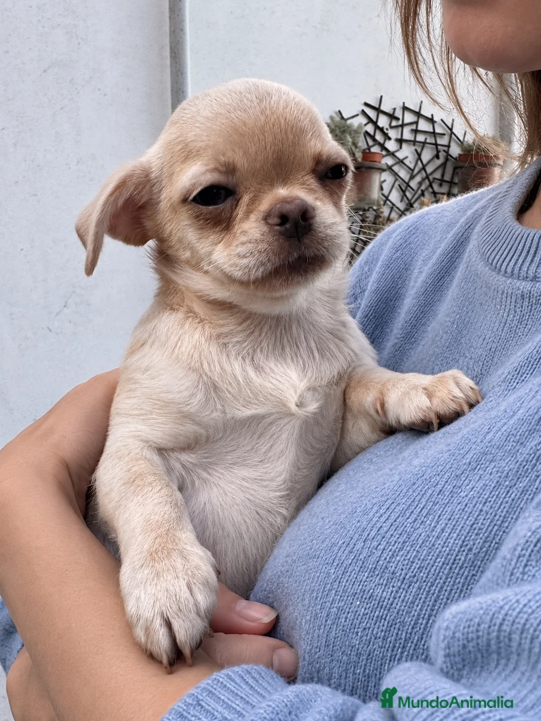 Chihuahua perros en venta: Chihuahuas de seleción linea rusa - Anuncio 2