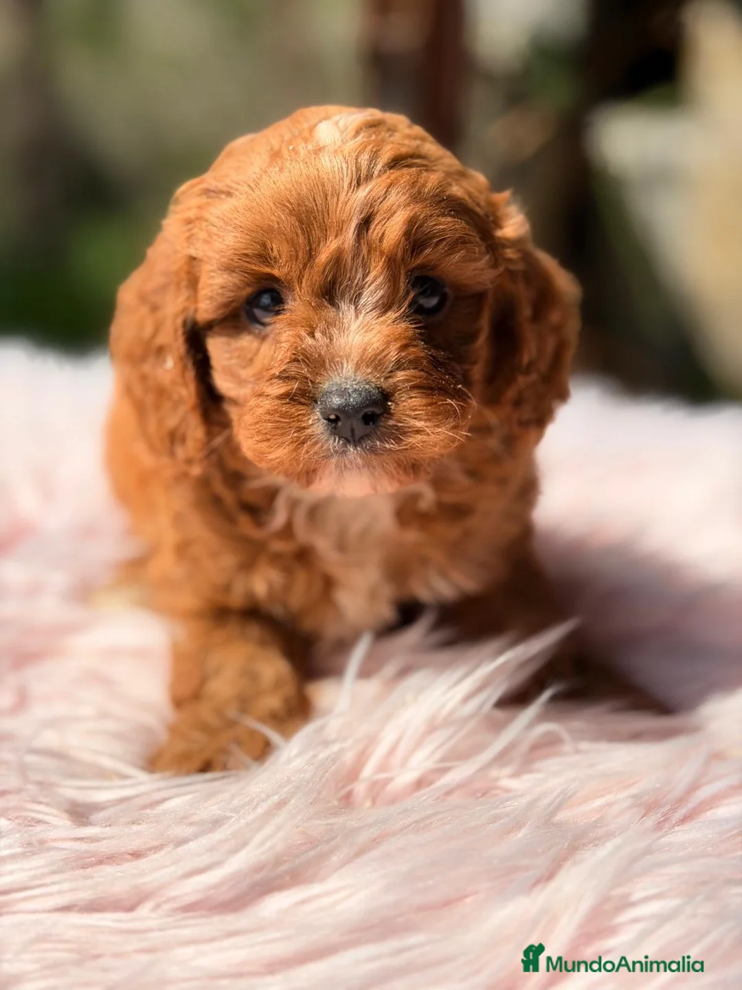 Cavapoo perros en venta: CAVAPOO ROJO INTENSO - Anuncio 1