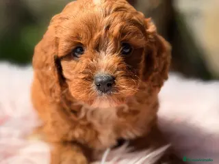 Cavapoo perros CAVAPOO ROJO INTENSO - Anuncio 3