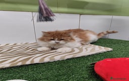 Persa gatos en venta: Persa  - Imagen 1