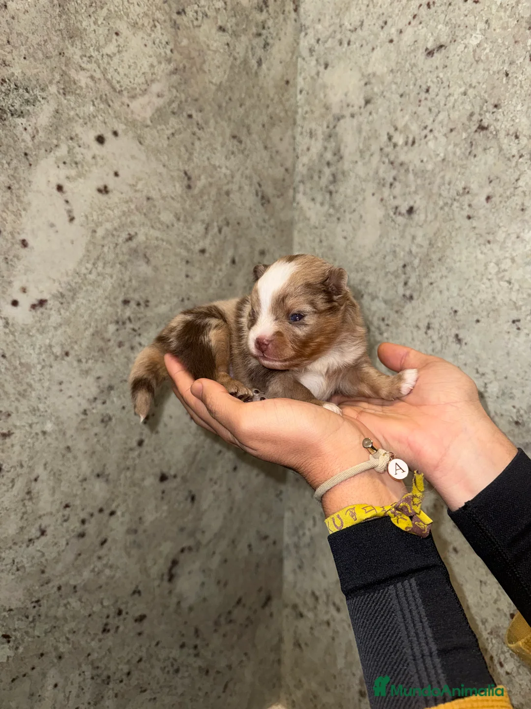 Pomsky perros en venta: Pomsky F5 - Anuncio 12