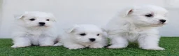 Bichón Maltés perros en venta: bichon maltes - Anuncio 1