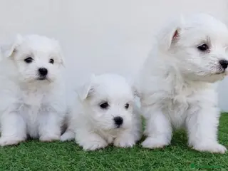 Bichón Maltés perros bichon maltes - Anuncio 1