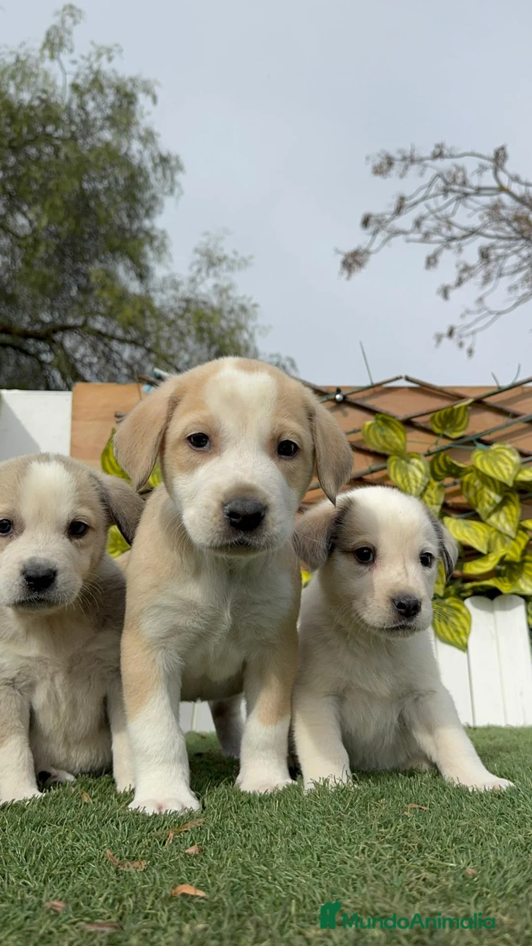 Mastín Español perros en venta: MASTIN ESPAÑOL HEMBRAS - Anuncio 25