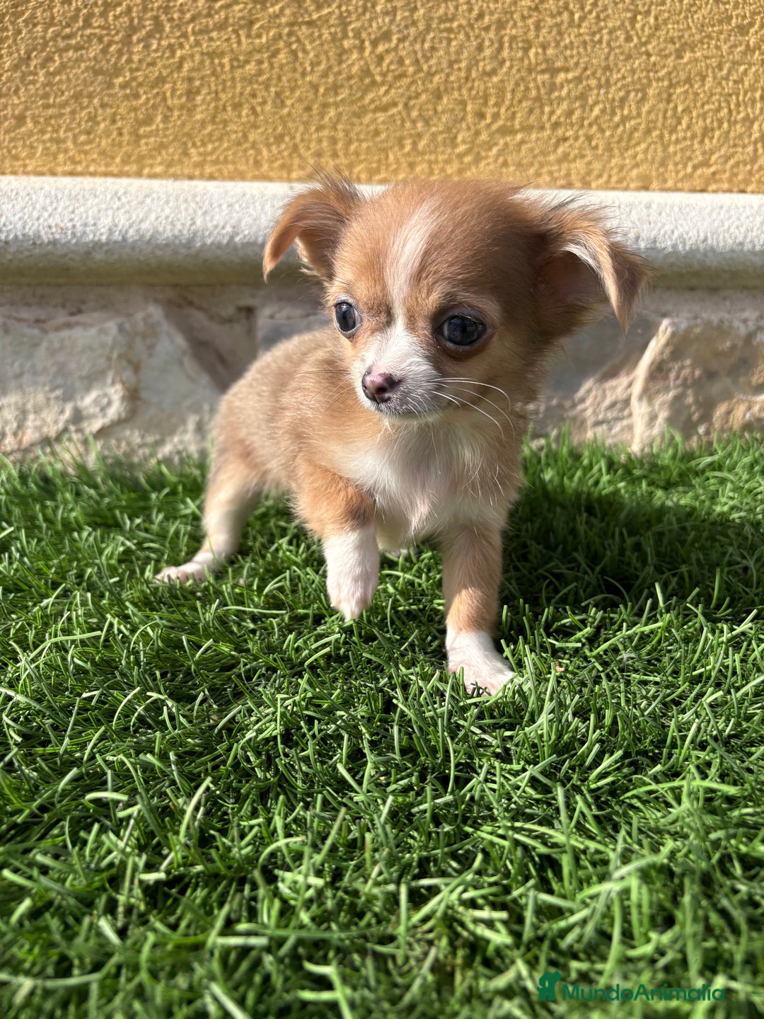 Chihuahua perros en venta: Chihuahua mini Toy pelo largo chocolate - Anuncio 5