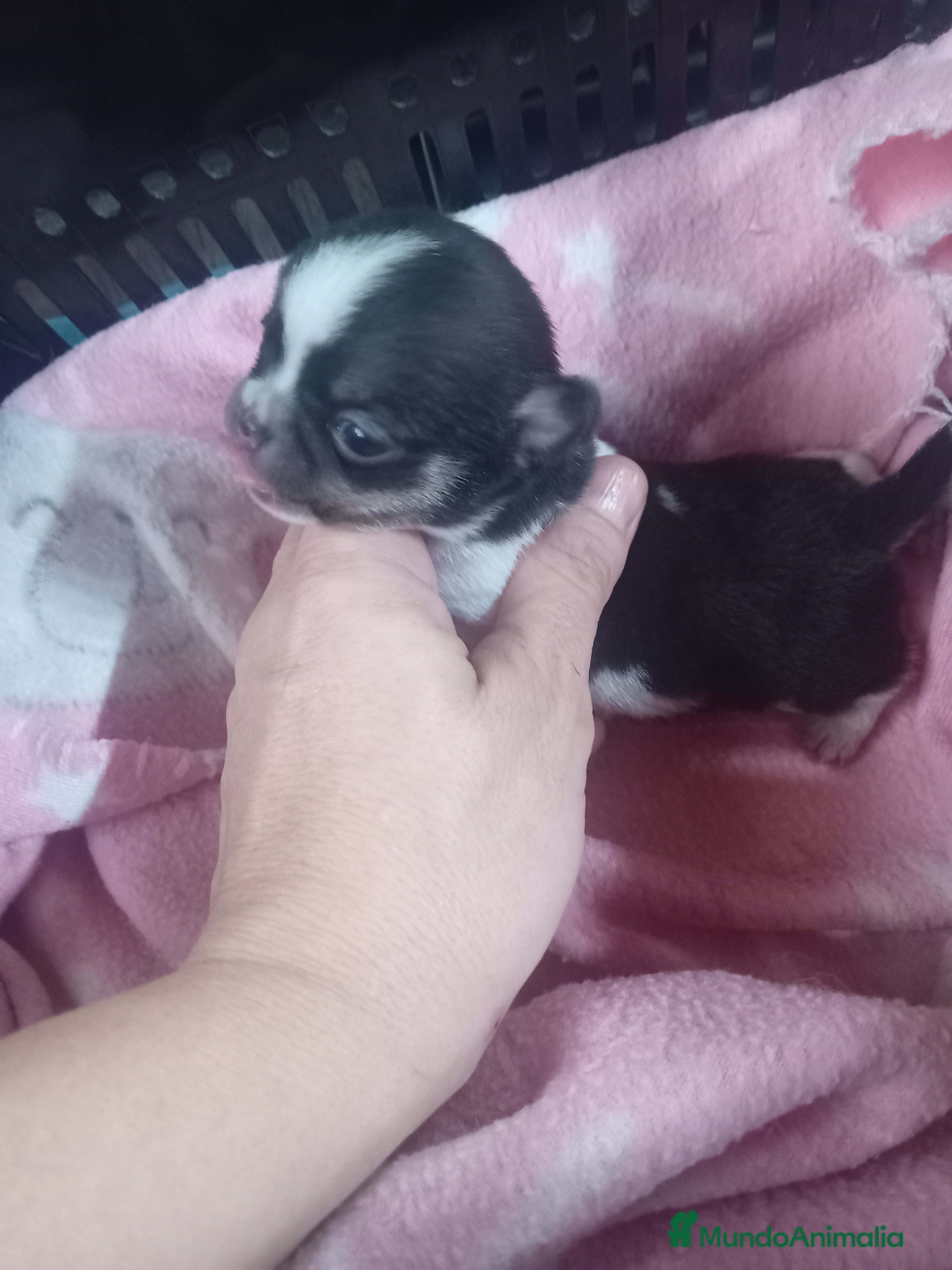 Chihuahua perros ‼️Chihuahuas muy cariñosos tamaño mini - Anuncio 2