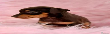 Pinscher Miniatura 3