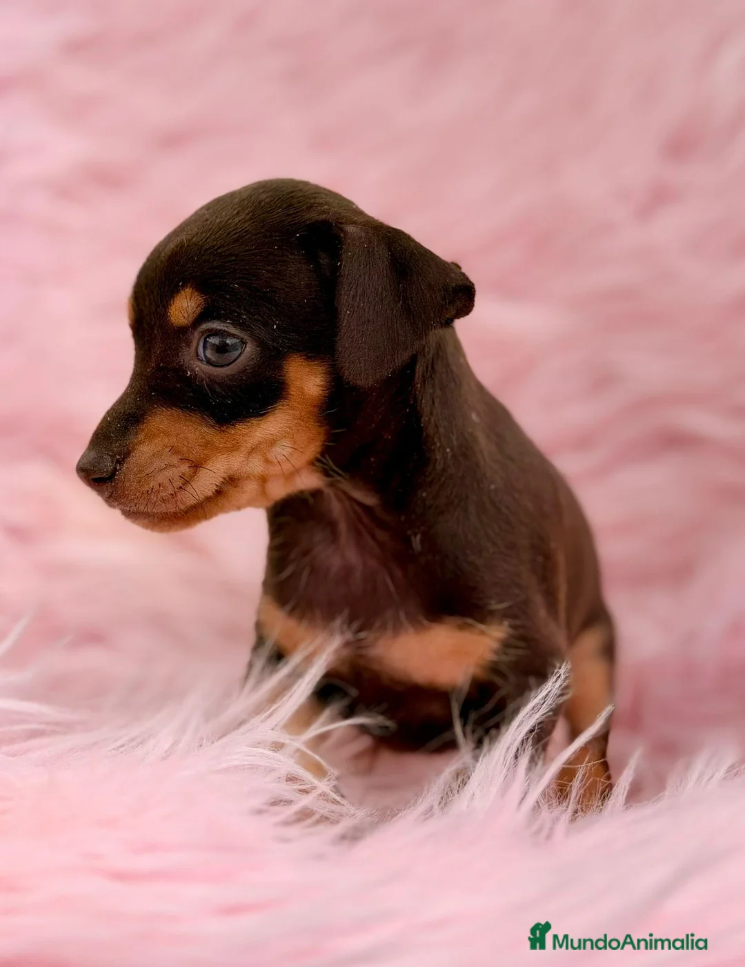 Pinscher Miniatura perros en venta: MINI PINCHER CHOCOLATE  - Anuncio 4