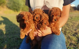 Caniche Enano perros en venta: Caniches Rojos enanos - Imagen 5