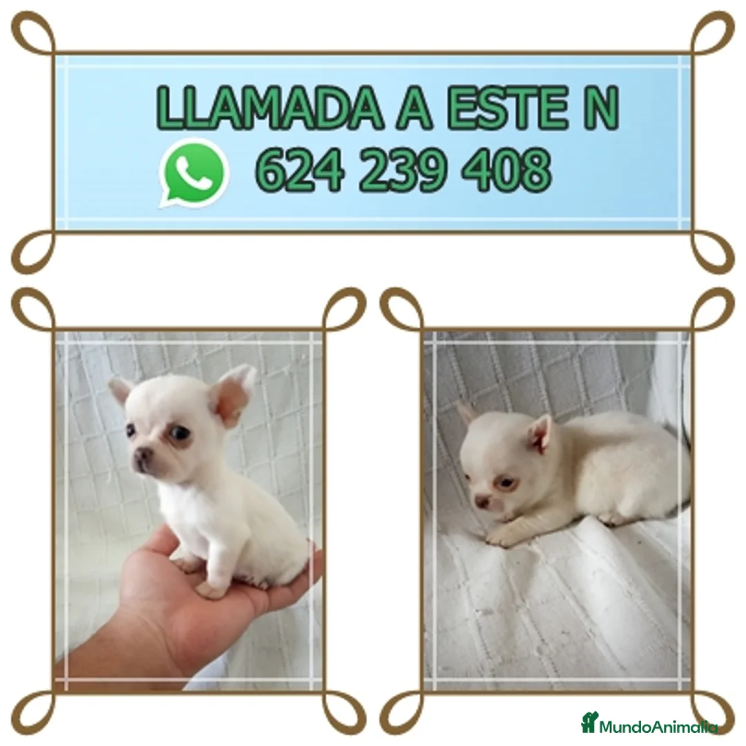 Chihuahua perros en venta: IMPRESIONANTE CHIHUAHUA LINEA TOY - Anuncio 2