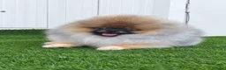 Pomerania perros en venta: Pomerania macho con pedigree - Anuncio 1
