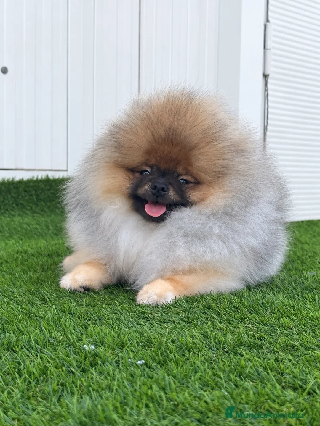 Pomerania perros en venta: Pomerania macho con pedigree - Anuncio 1