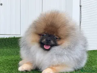 Pomerania perros Pomerania macho con pedigree - Anuncio 1