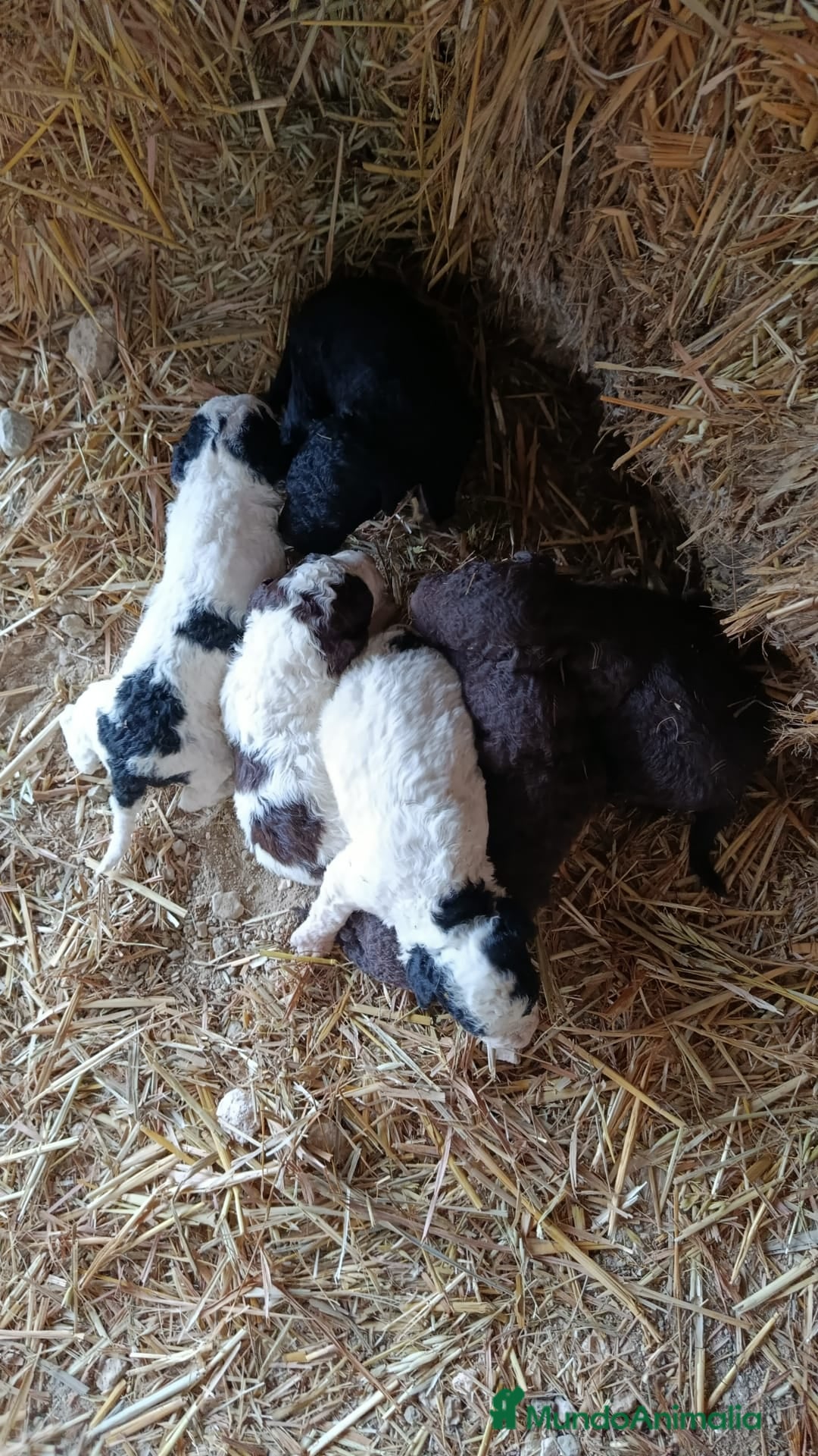 Perro de Agua Español perros en venta: PERRO DE AGUA ESPAÑOL - Anuncio 1