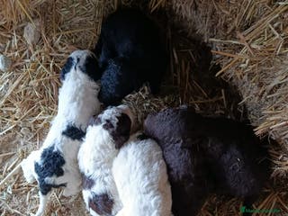 Perro de Agua Español perros PERRO DE AGUA ESPAÑOL - Anuncio 4