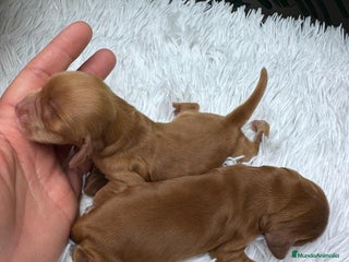 Cocker Spaniel Inglés perros COCKER SPANIEL INGLES - Anuncio 5