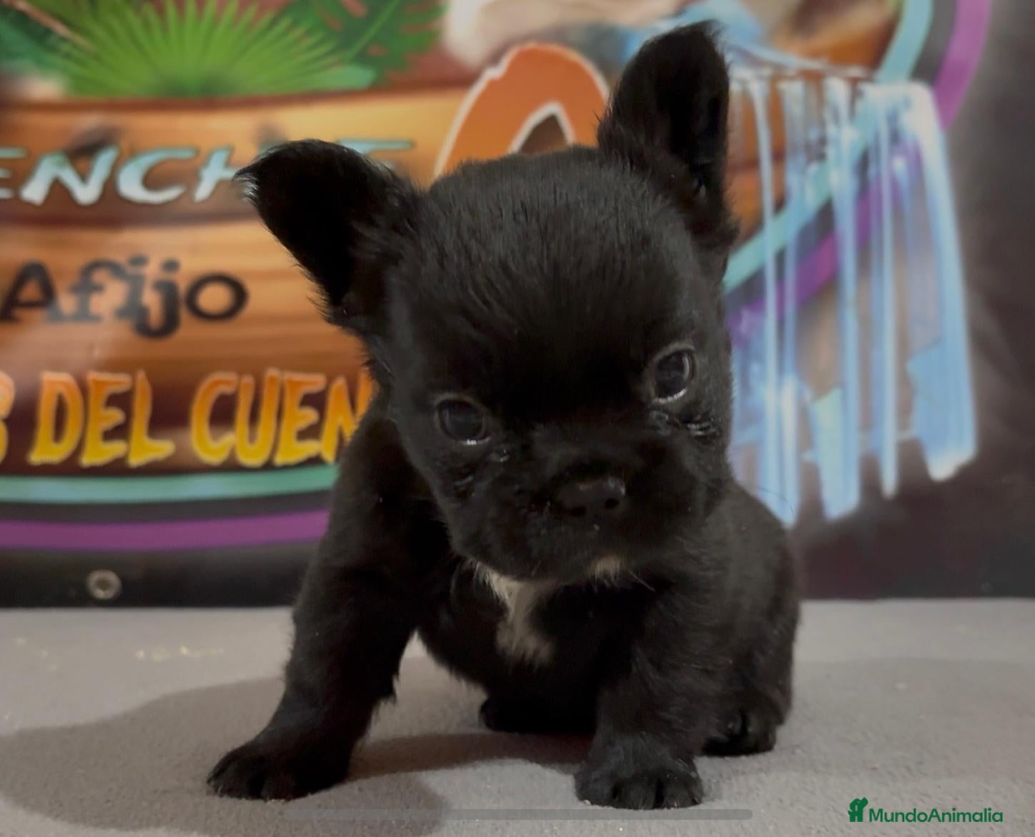Bulldog Francés perros Cachorros de Bulldog Frances. - Anuncio 6