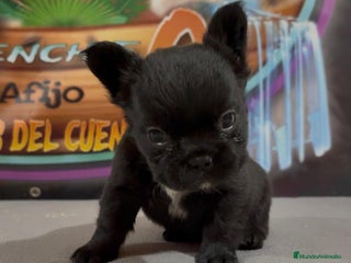Bulldog Francés perros - Anuncio 10