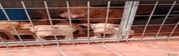 Podenco Andaluz perros en venta: Excelente cachorra podenca Maneta  - Anuncio 3