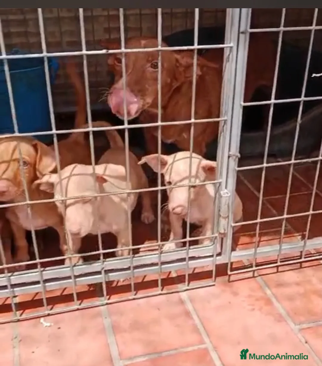 Podenco Andaluz perros en venta: Excelente cachorra podenca Maneta  - Anuncio 3