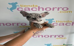 Bulldog Francés perros en venta: BULLDOG FRANCÉS - Imagen 1