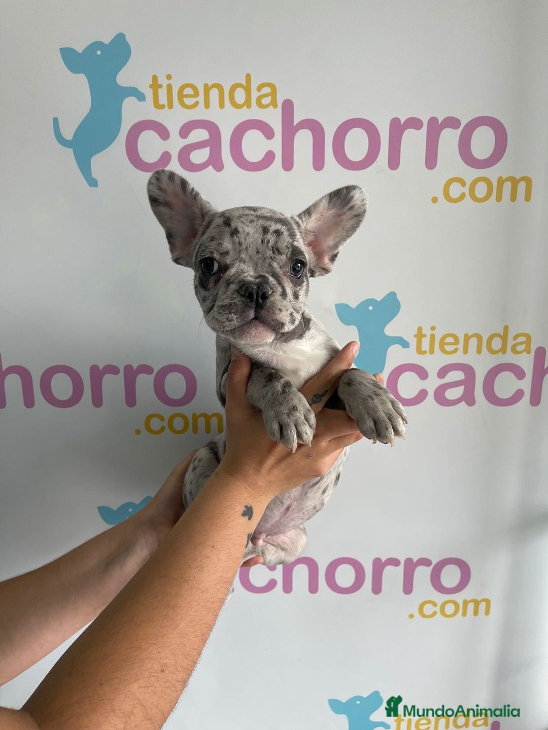 Bulldog Francés perros en venta: BULLDOG FRANCÉS - Imagen 1