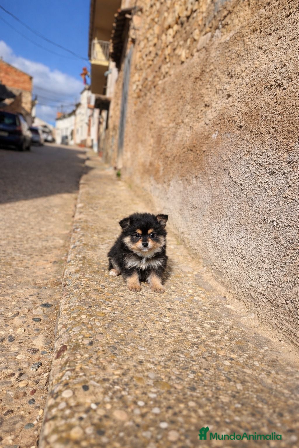 Pomerania perros Pomerania  - Anuncio 1