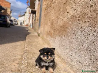 Pomerania perros Pomerania - Anuncio 1