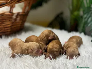 Caniche Toy perros CANICHE TOY - Anuncio 3