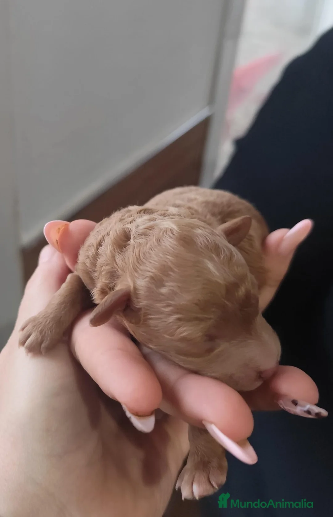 Caniche Toy perros en venta: Caniche toy  - Anuncio 1