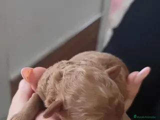 Caniche Toy perros Caniche toy - Anuncio 2