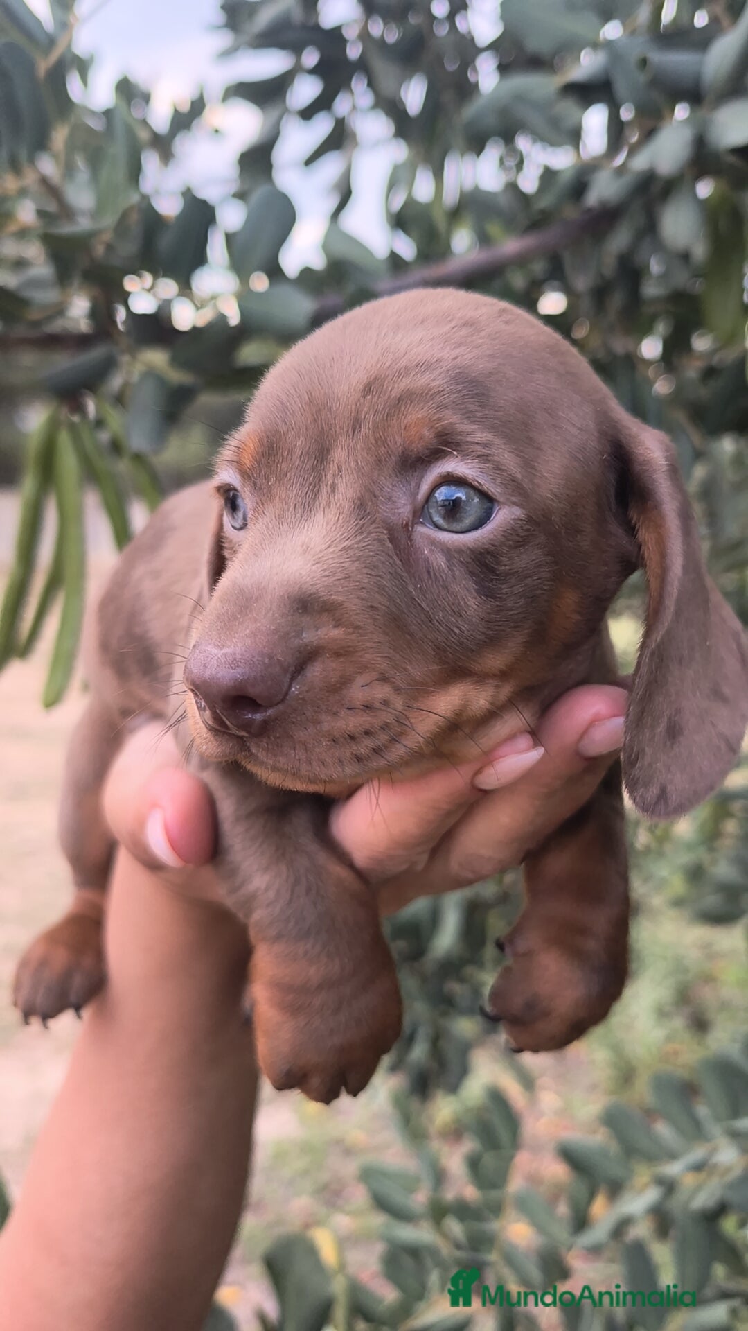 Teckel Miniatura perros Teckel exclusivo Arlequín ojos azules ♂️ - Anuncio 5