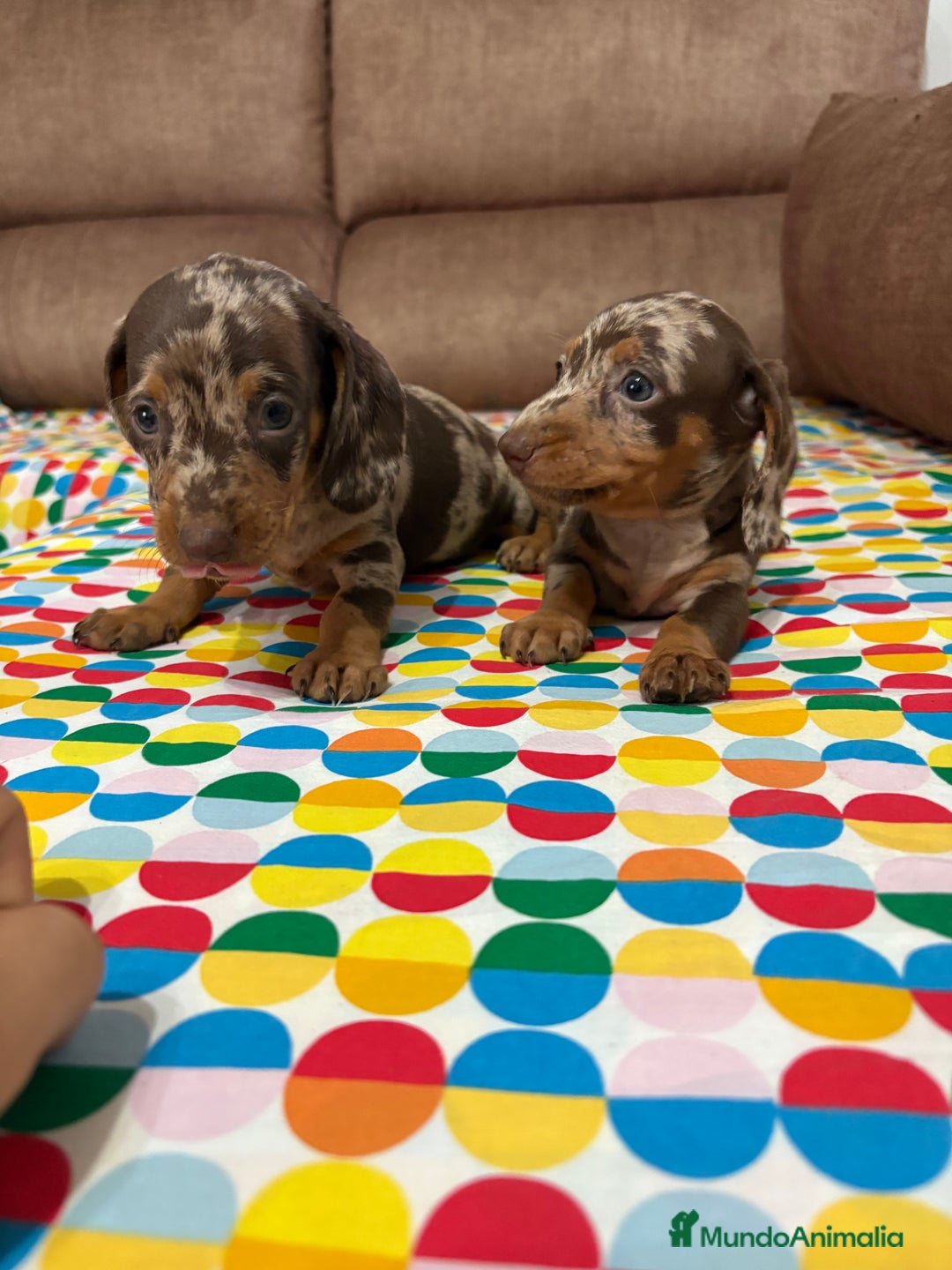 Teckel perros en venta: Teckel kaninchen  - Imagen 3